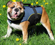 Perfekt hundegeschirr mit extra griff fur Englische Bulldogge